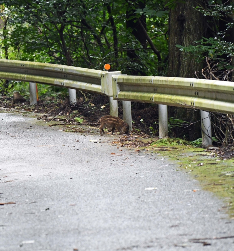 f:id:tonji44:20180818081436j:plain