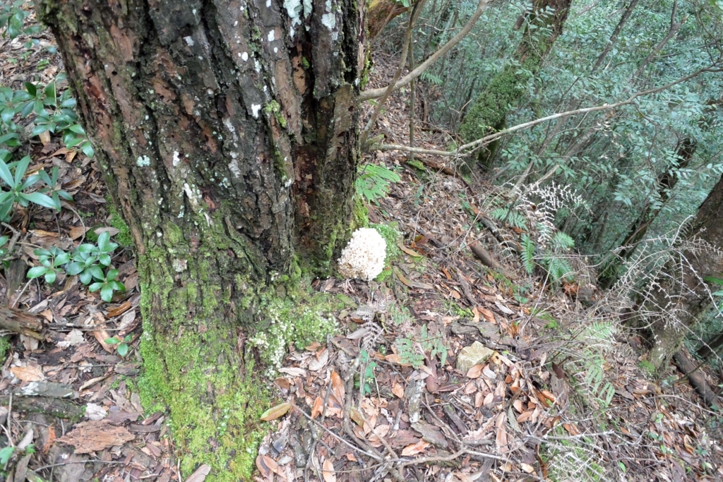 f:id:tonji44:20180821152825j:plain f:id:tonji44:20180821152825j:plain