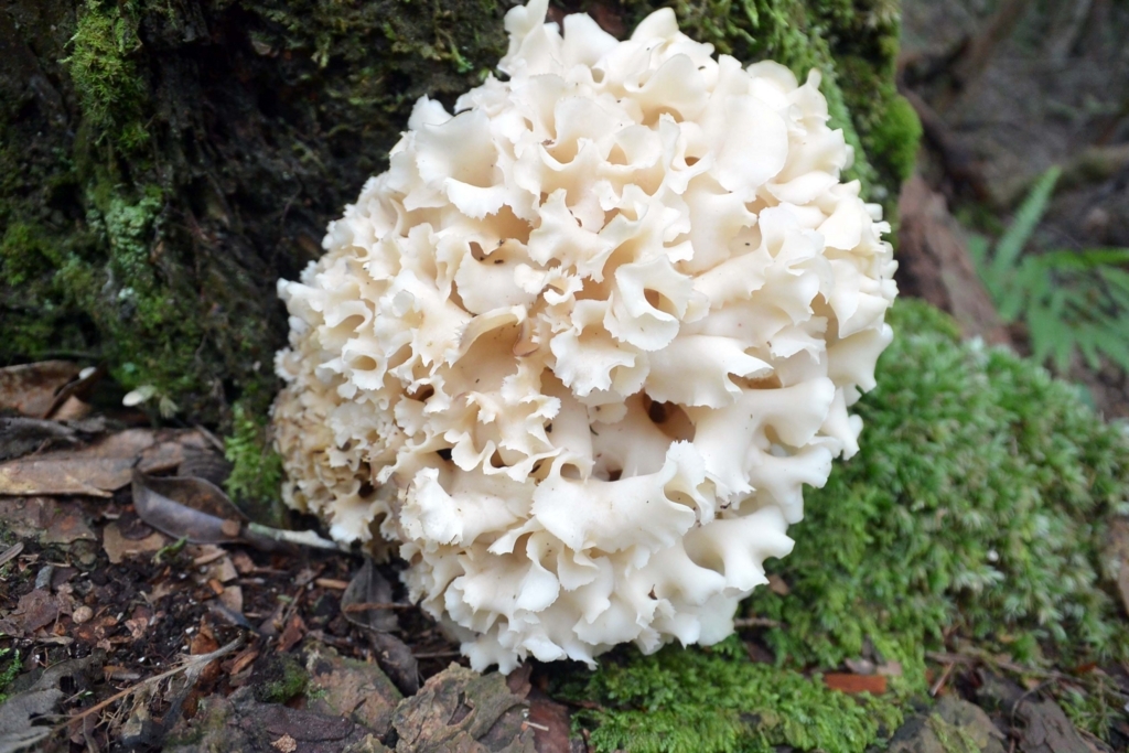 f:id:tonji44:20180821152943j:plain f:id:tonji44:20180821152943j:plain