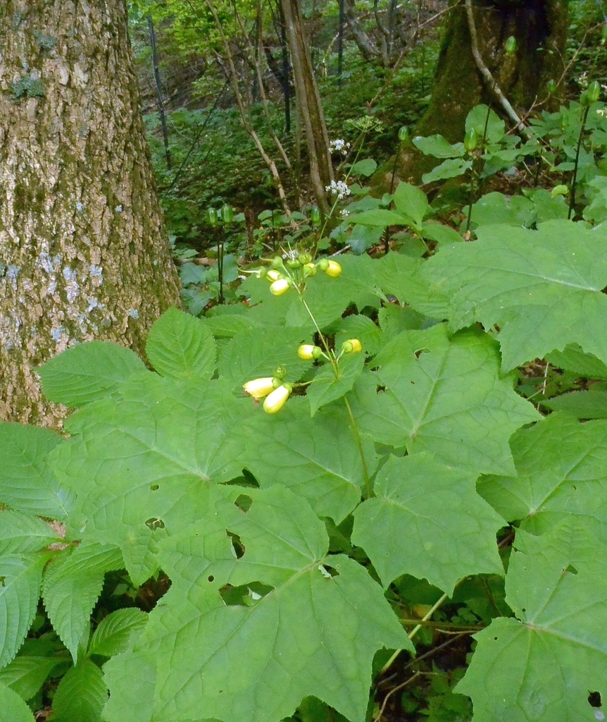 f:id:tonji44:20180830193511j:plain f:id:tonji44:20180830193511j:plain