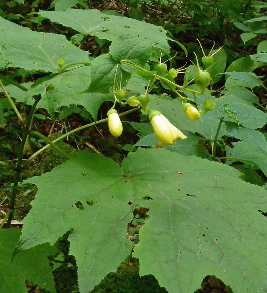 f:id:tonji44:20180830193535j:plain f:id:tonji44:20180830193535j:plain