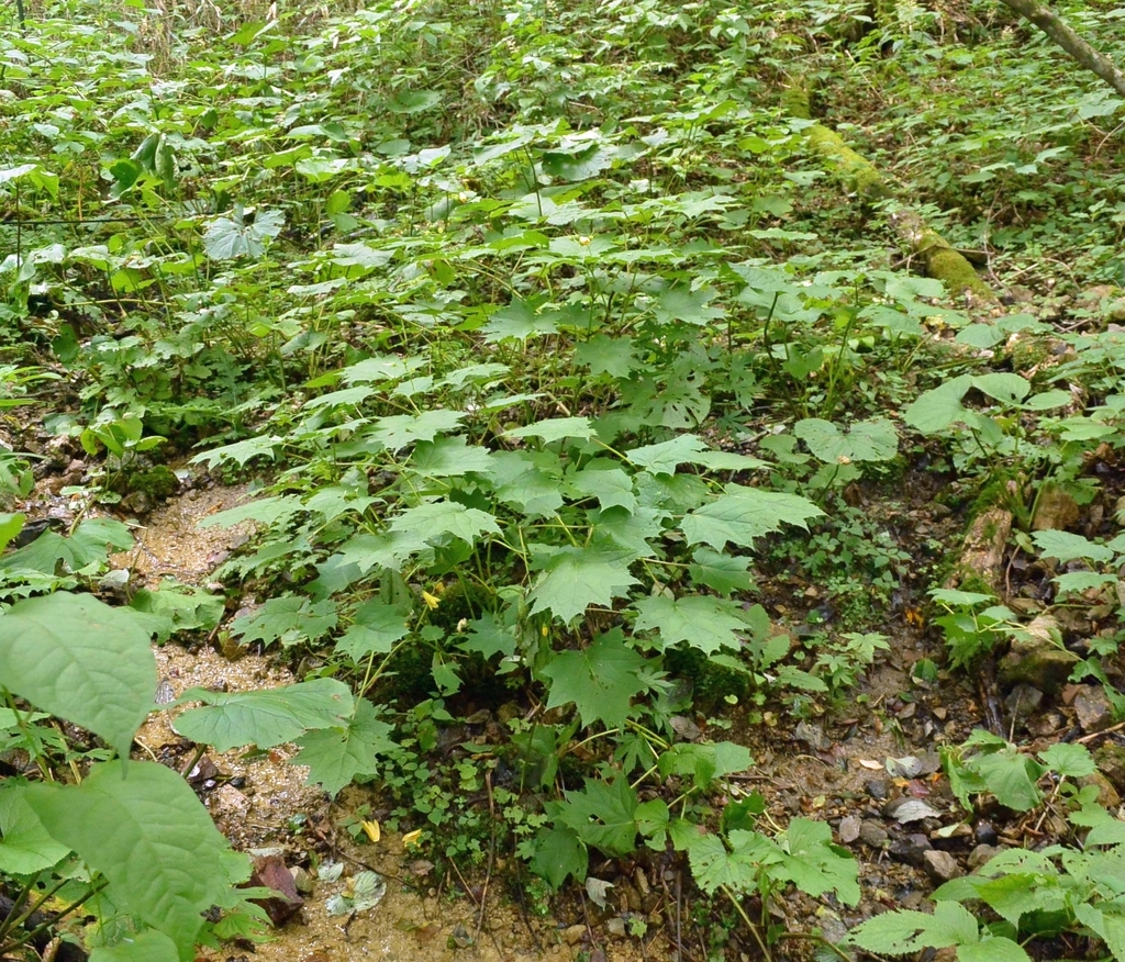 f:id:tonji44:20180830193855j:plain f:id:tonji44:20180830193855j:plain