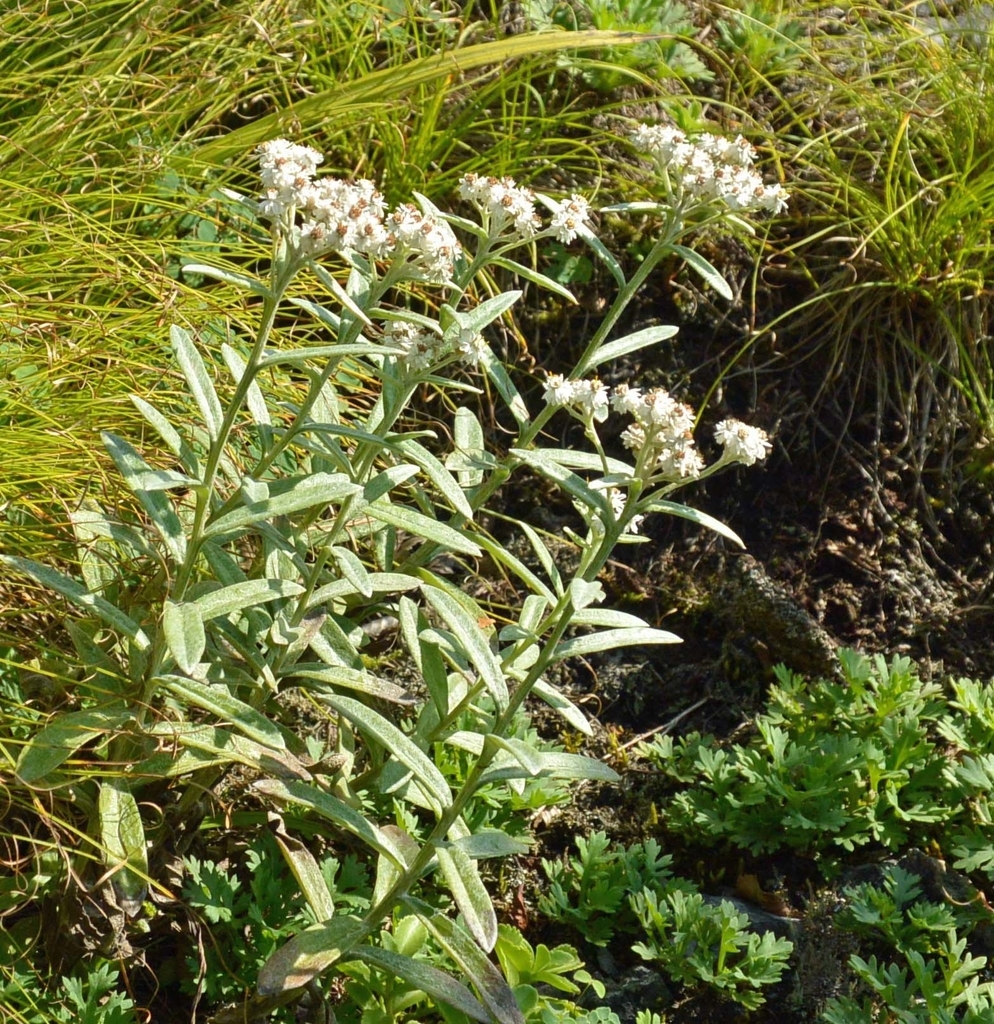 ヤハズハハコ 白岩岩峰は天空のお花畑 宮崎の季節がほらね