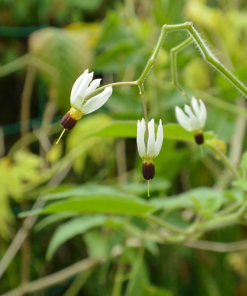 f:id:tonji44:20180906195755j:plain f:id:tonji44:20180906195755j:plain