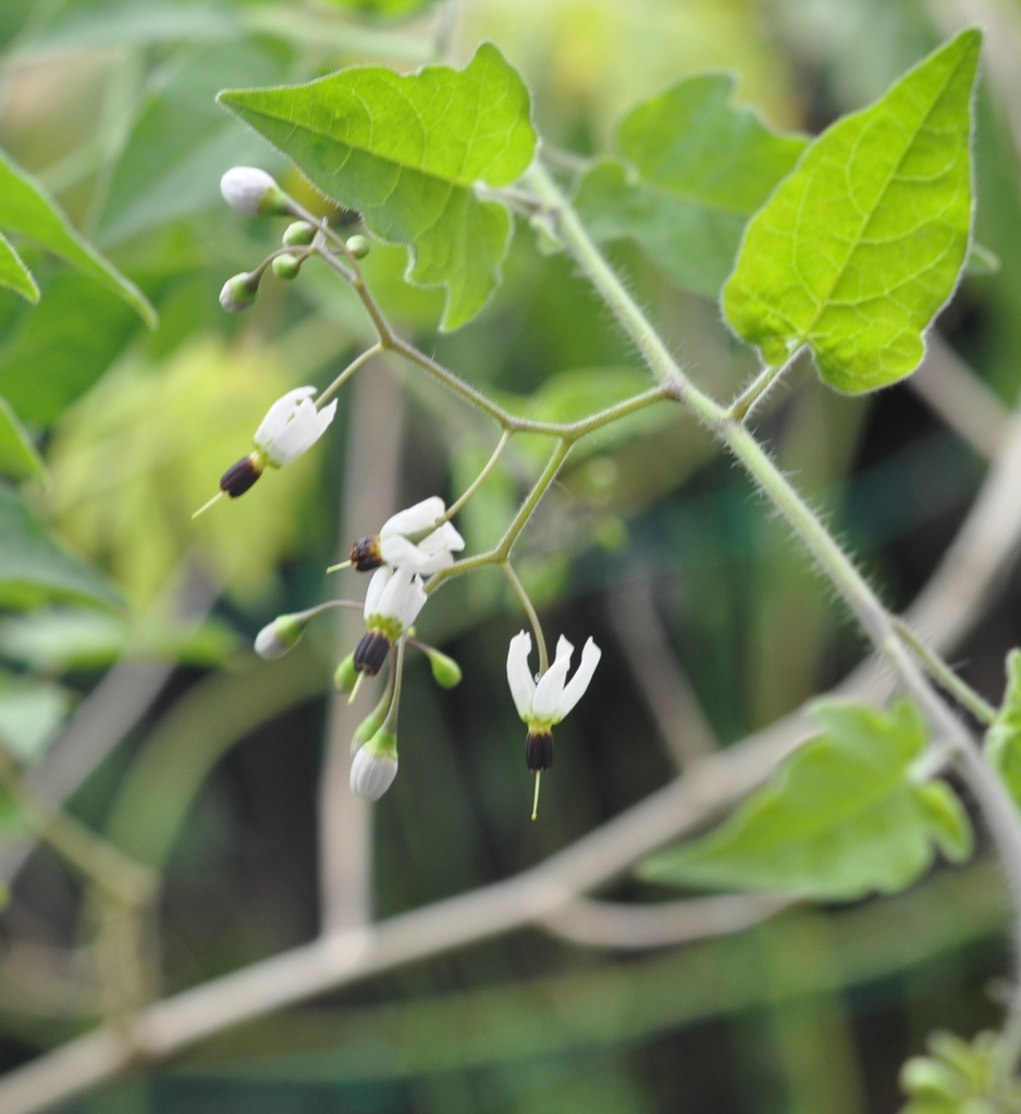 f:id:tonji44:20180906195831j:plain f:id:tonji44:20180906195831j:plain