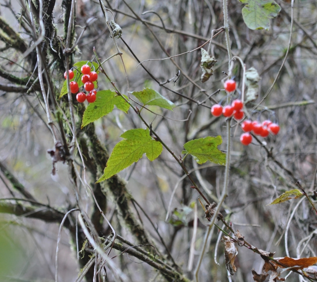 f:id:tonji44:20180906202044j:plain f:id:tonji44:20180906202044j:plain