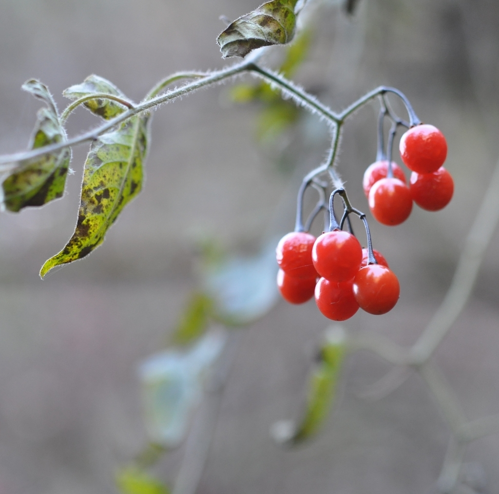 f:id:tonji44:20180906202110j:plain f:id:tonji44:20180906202110j:plain