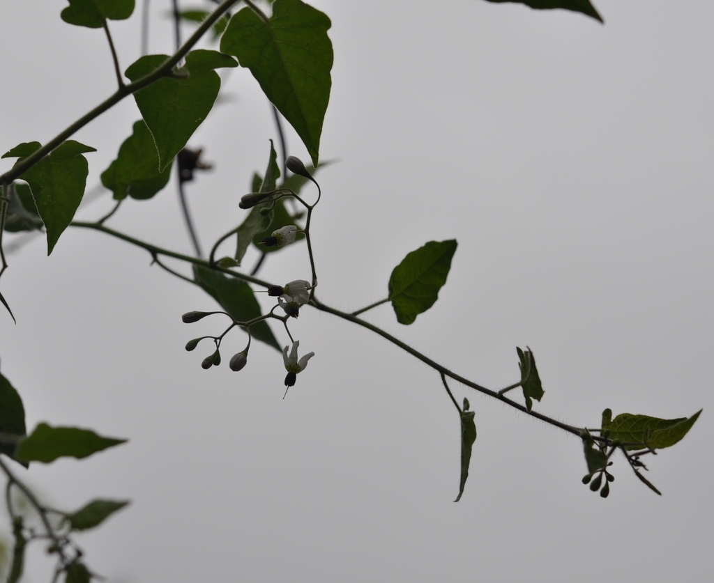 f:id:tonji44:20180906202324j:plain f:id:tonji44:20180906202324j:plain