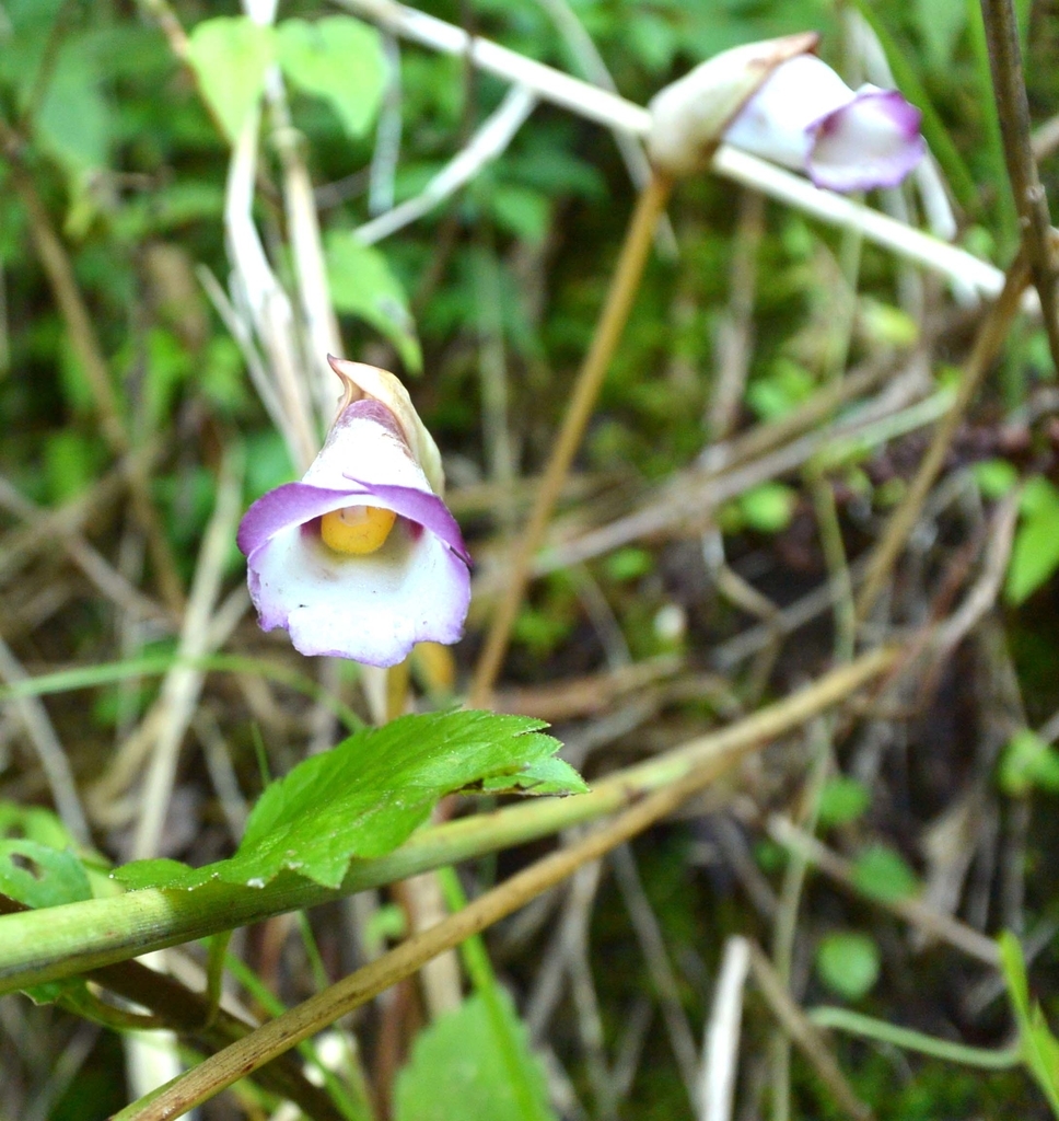 植物・南蛮キゼル ナンバンギセル カヤの根に寄生している？ - 宮崎の季節がほらね！