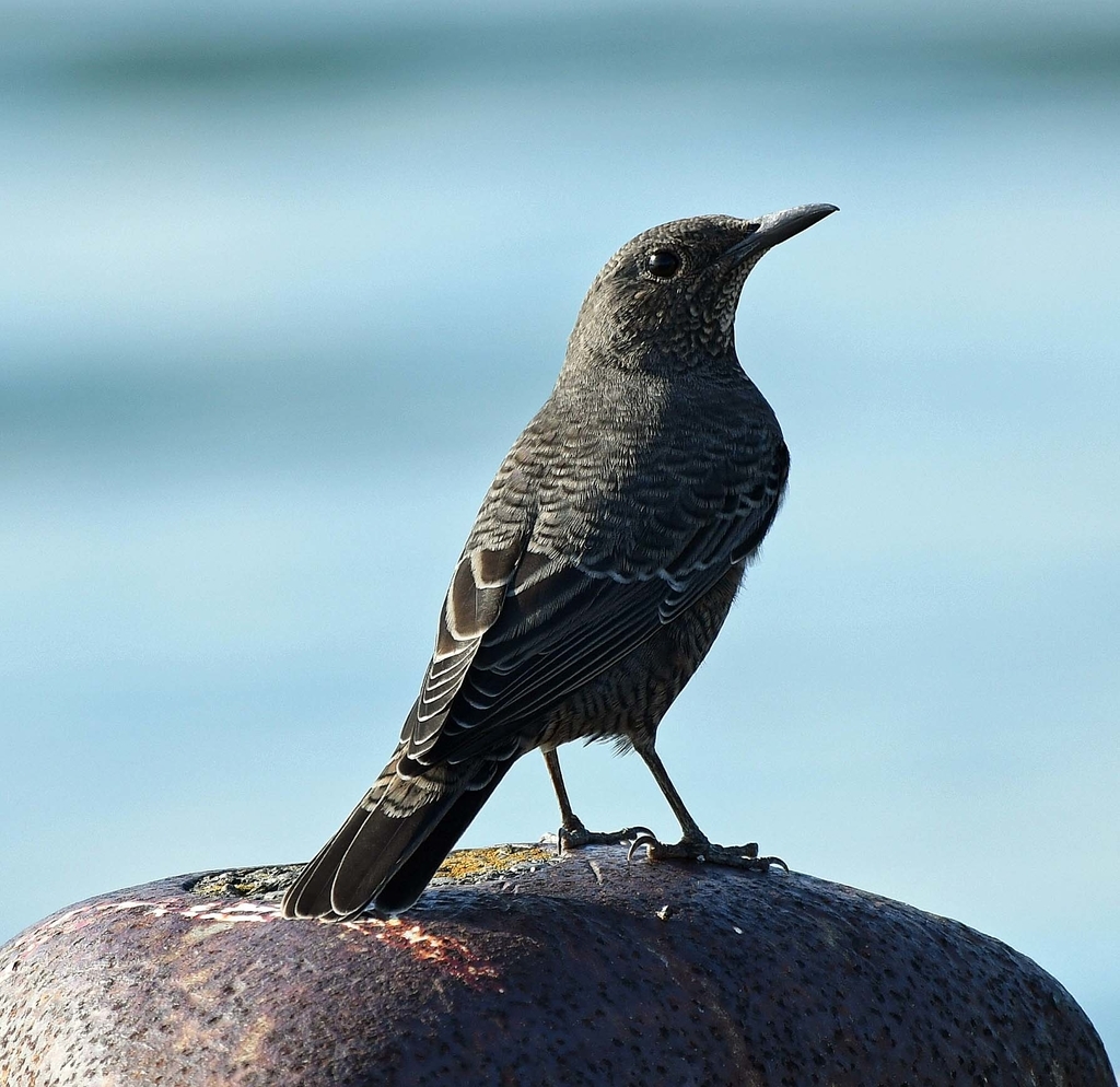 f:id:tonji44:20180915194247j:plain f:id:tonji44:20180915194247j:plain