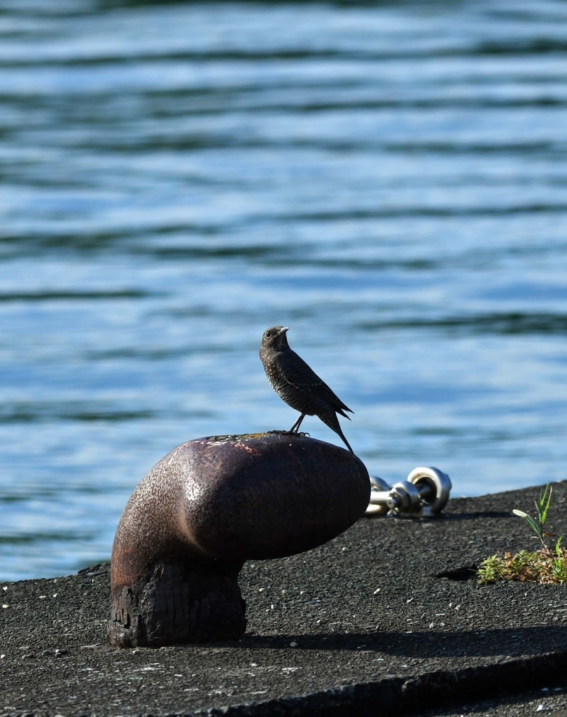 f:id:tonji44:20180915195115j:plain f:id:tonji44:20180915195115j:plain