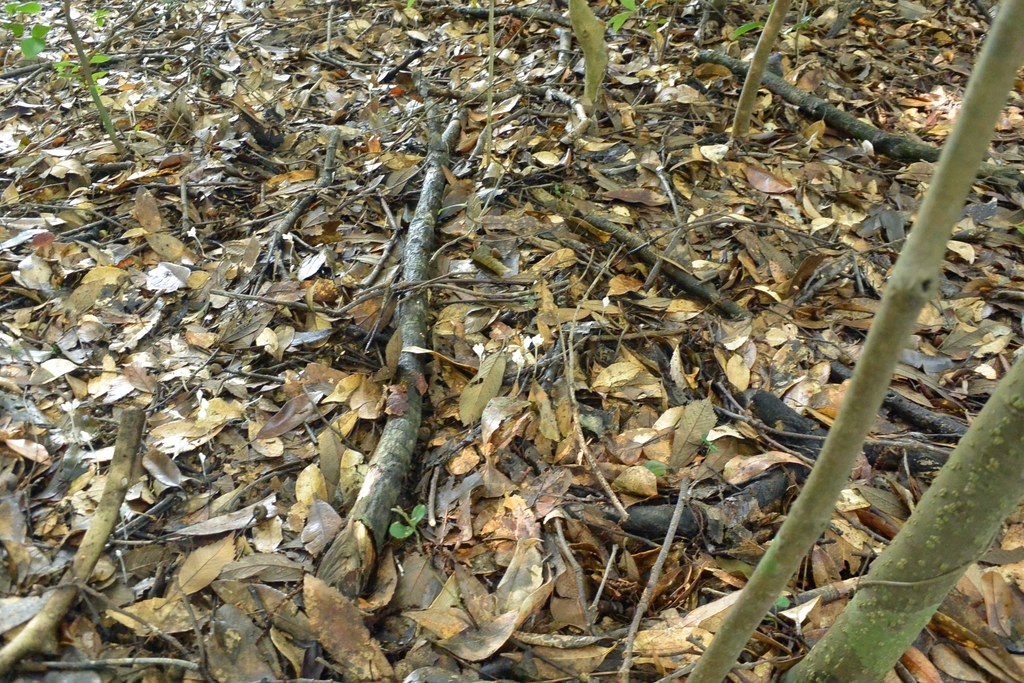 f:id:tonji44:20180924173524j:plain f:id:tonji44:20180924173524j:plain