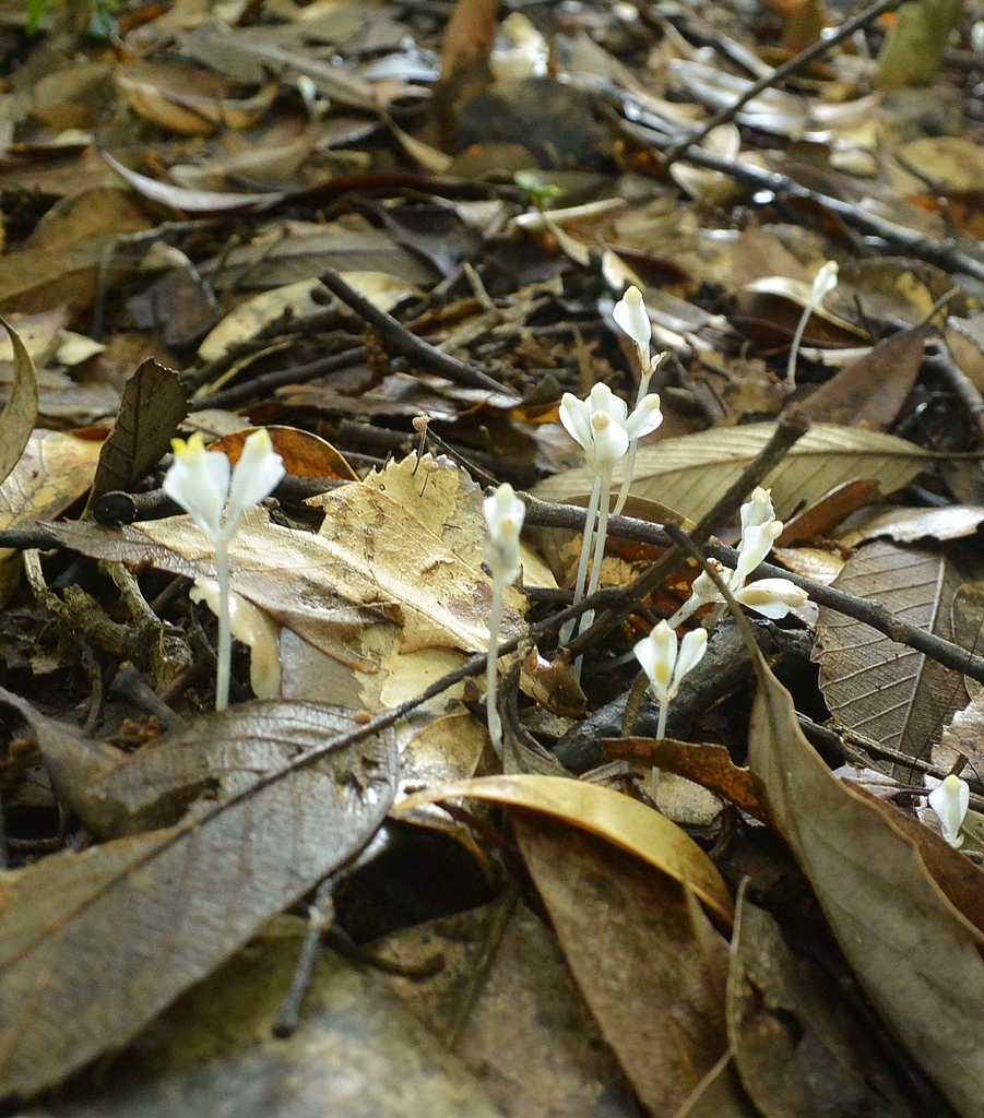 f:id:tonji44:20180924173555j:plain f:id:tonji44:20180924173555j:plain