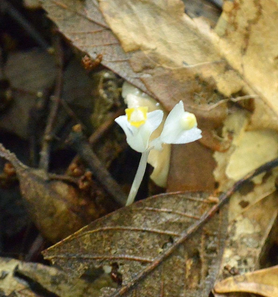 f:id:tonji44:20180924173700j:plain f:id:tonji44:20180924173700j:plain