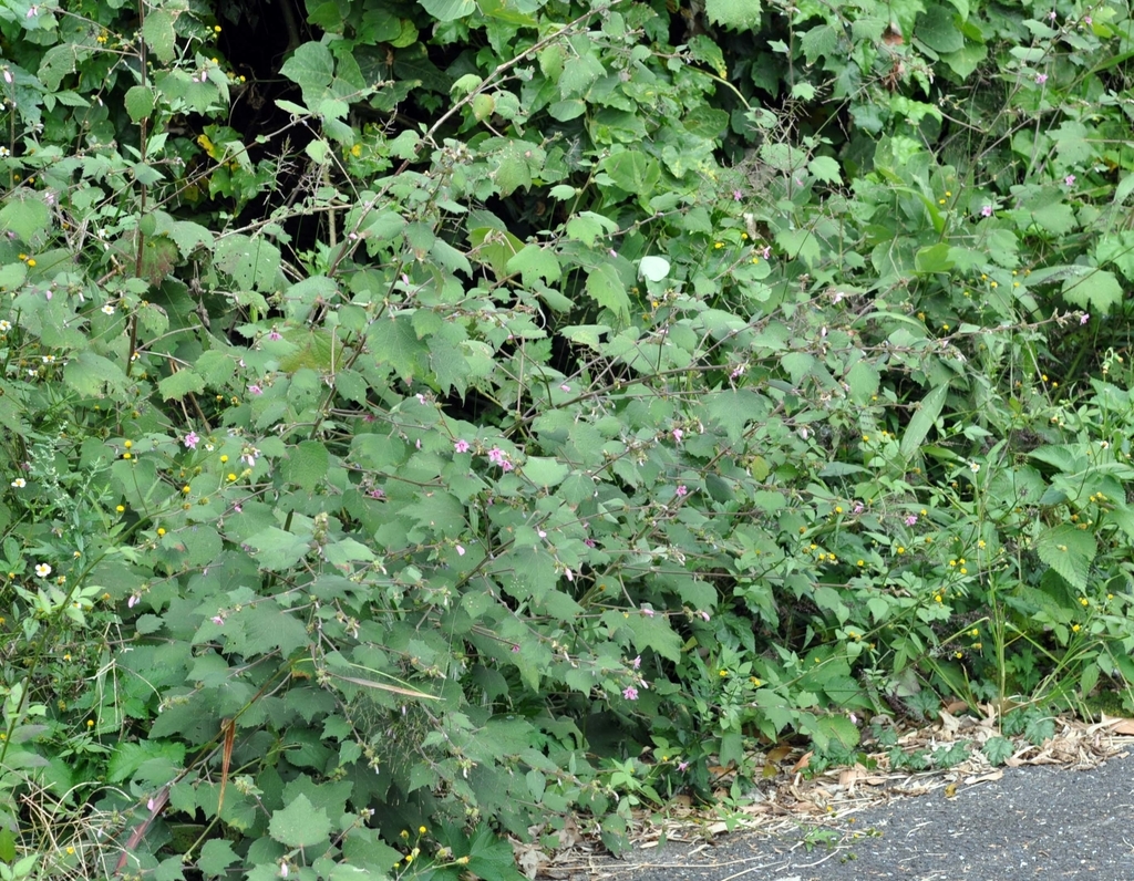 f:id:tonji44:20181105162859j:plain