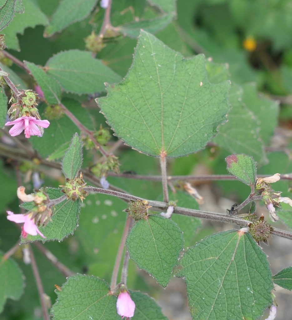 f:id:tonji44:20181105163445j:plain