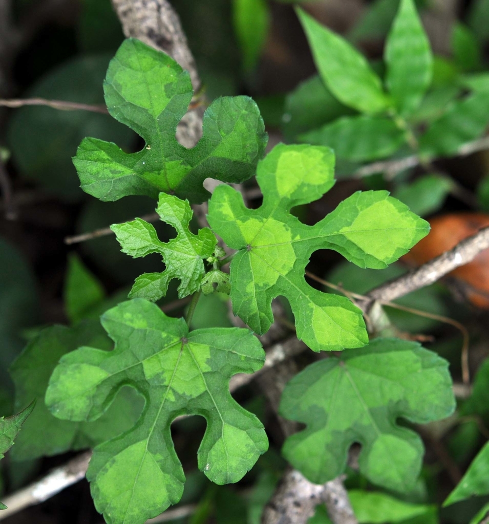 f:id:tonji44:20181105163556j:plain