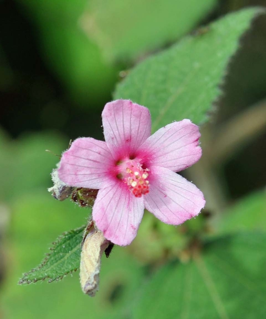 f:id:tonji44:20181105163739j:plain