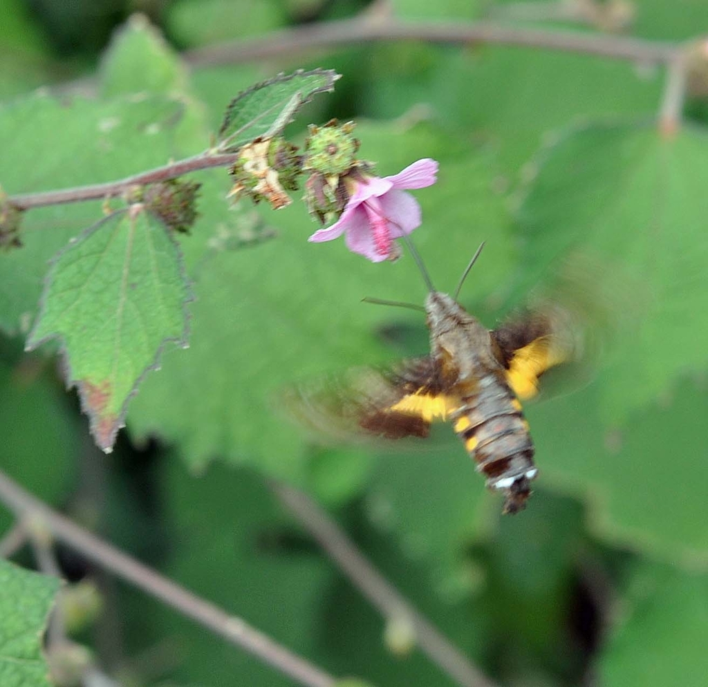 f:id:tonji44:20181105165636j:plain