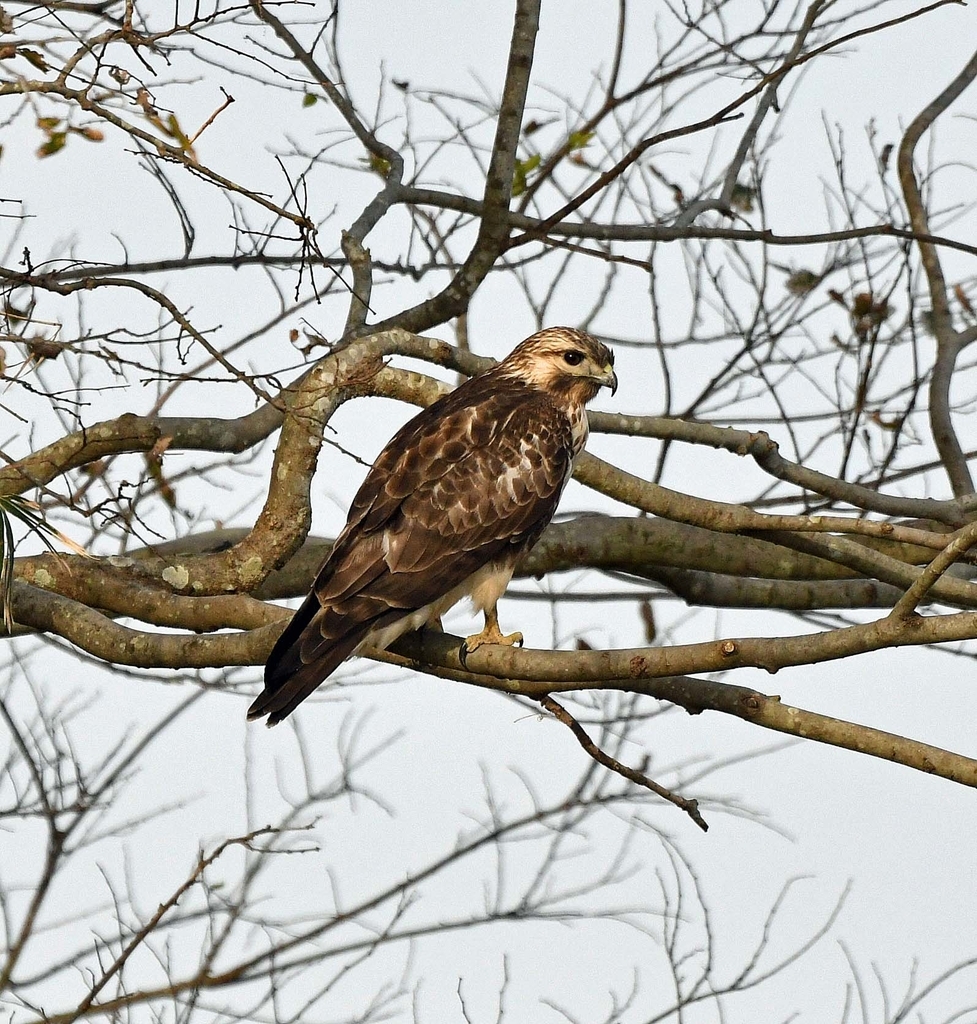 f:id:tonji44:20181109091019j:plain