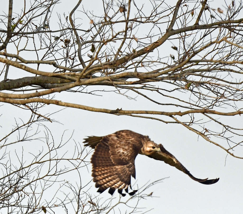 f:id:tonji44:20181109091149j:plain