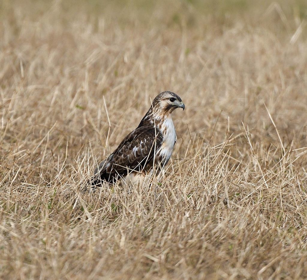 f:id:tonji44:20181109091347j:plain