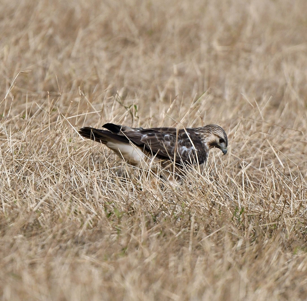 f:id:tonji44:20181109091512j:plain