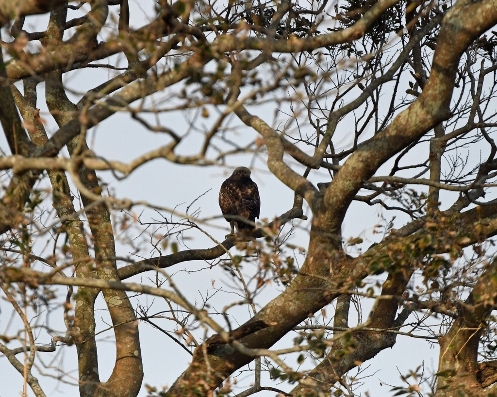 f:id:tonji44:20181109092219j:plain