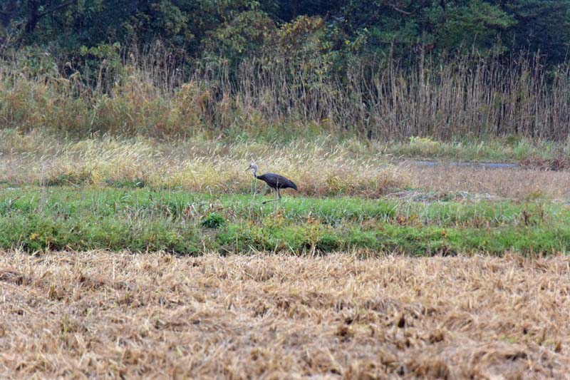 f:id:tonji44:20181121141334j:plain