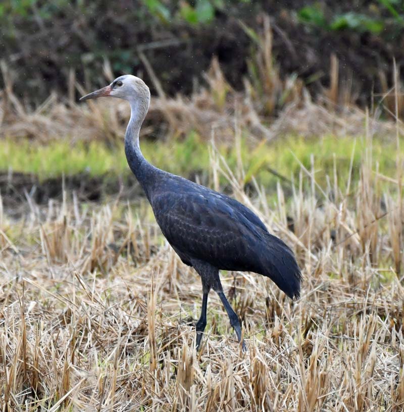 f:id:tonji44:20181121141359j:plain