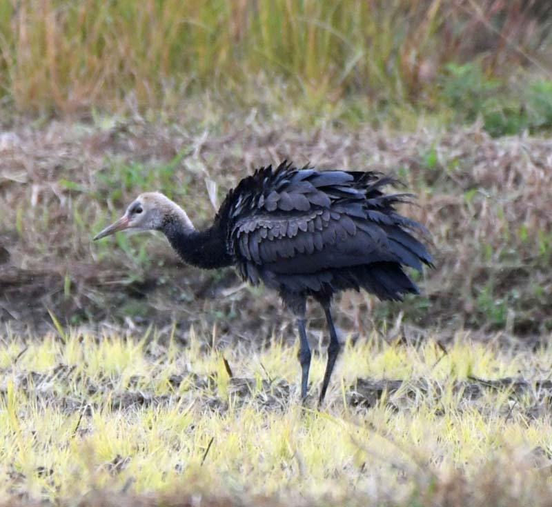 f:id:tonji44:20181121141423j:plain