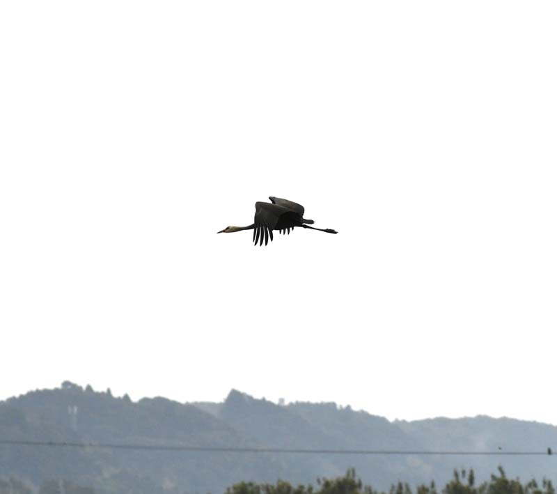 f:id:tonji44:20181121141707j:plain