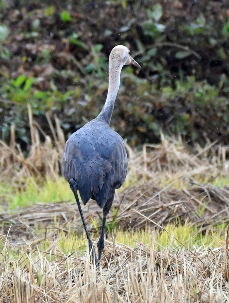 f:id:tonji44:20181121141723j:plain