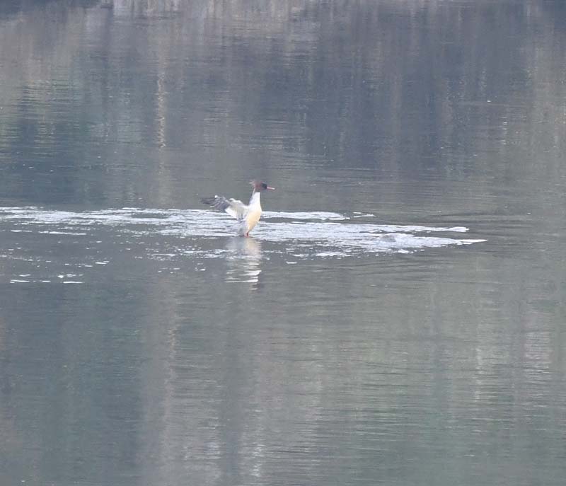 f:id:tonji44:20181127213233j:plain