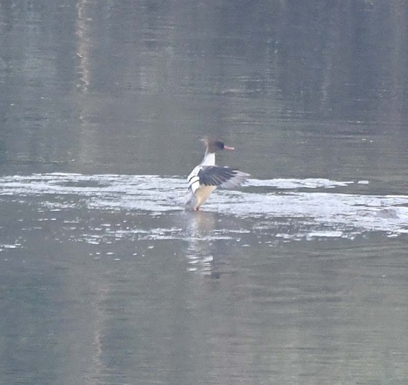 f:id:tonji44:20181127213250j:plain