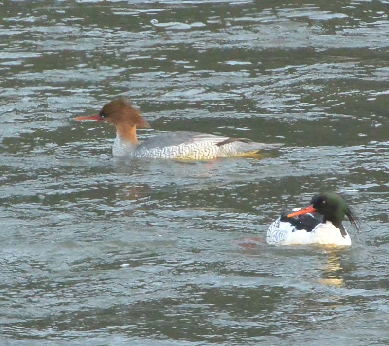 f:id:tonji44:20181127213734j:plain