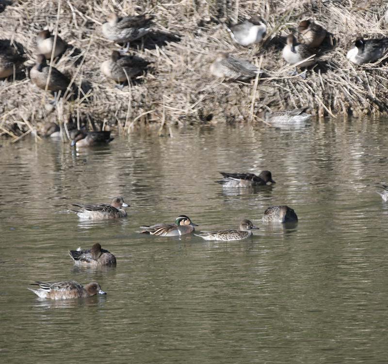 f:id:tonji44:20190103211423j:plain