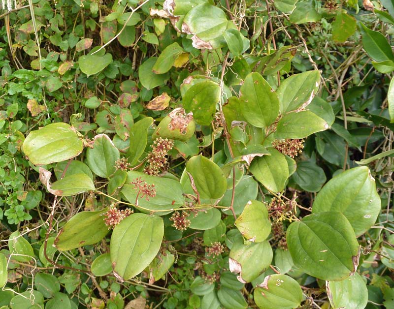 f:id:tonji44:20190109201101j:plain f:id:tonji44:20190109201101j:plain