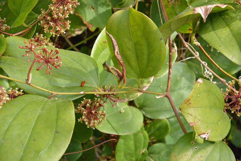 f:id:tonji44:20190109201124j:plain f:id:tonji44:20190109201124j:plain