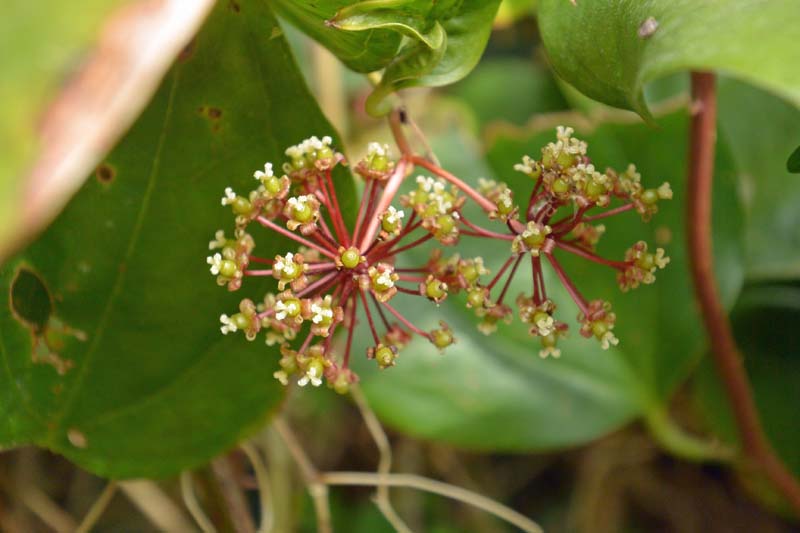サツマサンキライ 今花が咲く - 宮崎の季節がほらね！