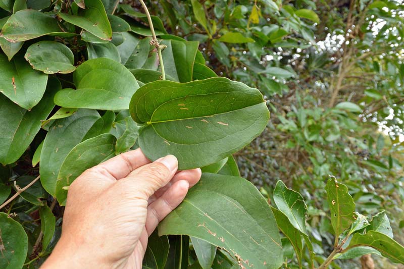 f:id:tonji44:20190109201422j:plain f:id:tonji44:20190109201422j:plain