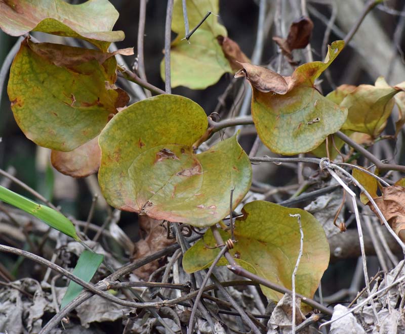 f:id:tonji44:20190109203051j:plain f:id:tonji44:20190109203051j:plain