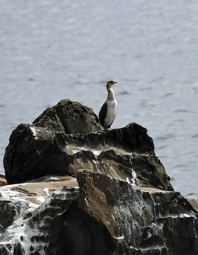 f:id:tonji44:20190111202141j:plain