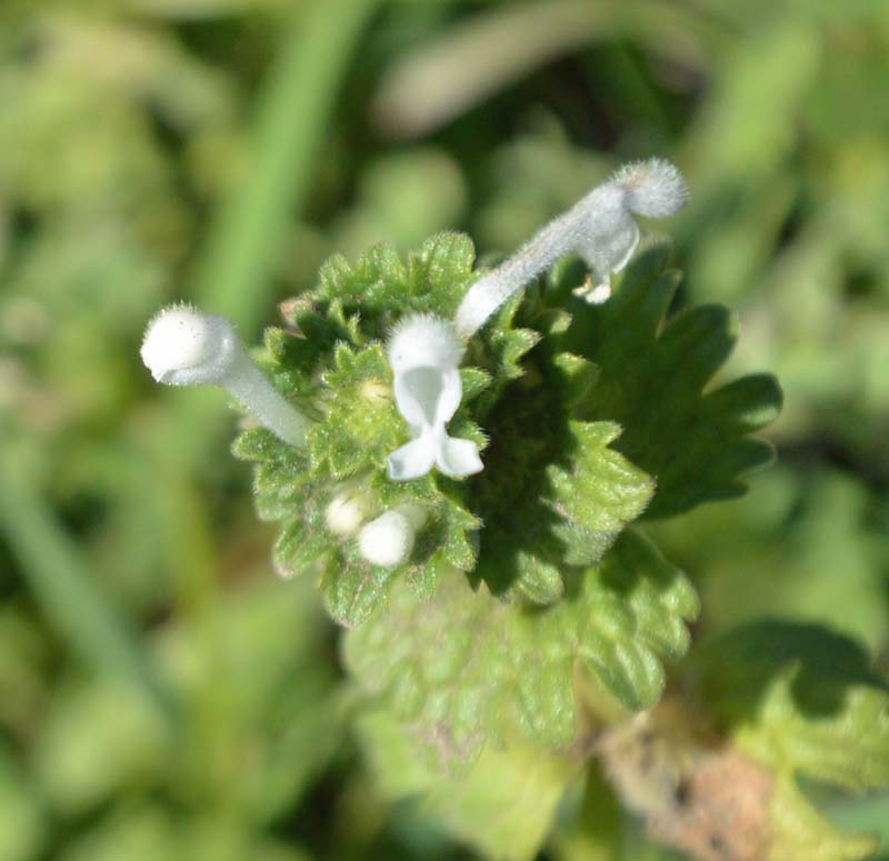 f:id:tonji44:20190119082123j:plain