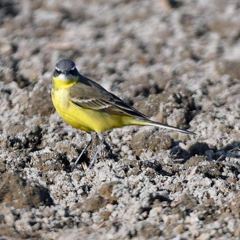 f:id:tonji44:20190125192121j:plain f:id:tonji44:20190125192121j:plain