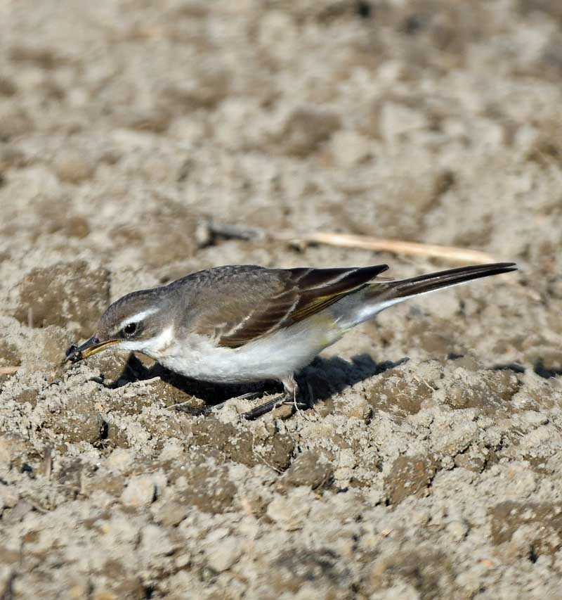 f:id:tonji44:20190125192305j:plain f:id:tonji44:20190125192305j:plain