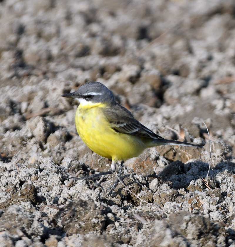 f:id:tonji44:20190125194348j:plain f:id:tonji44:20190125194348j:plain