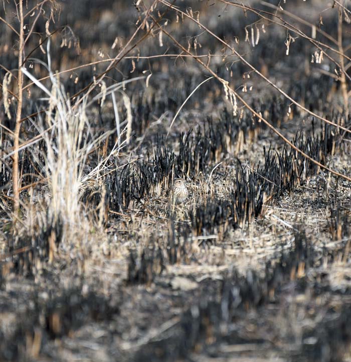 f:id:tonji44:20190201204242j:plain f:id:tonji44:20190201204242j:plain