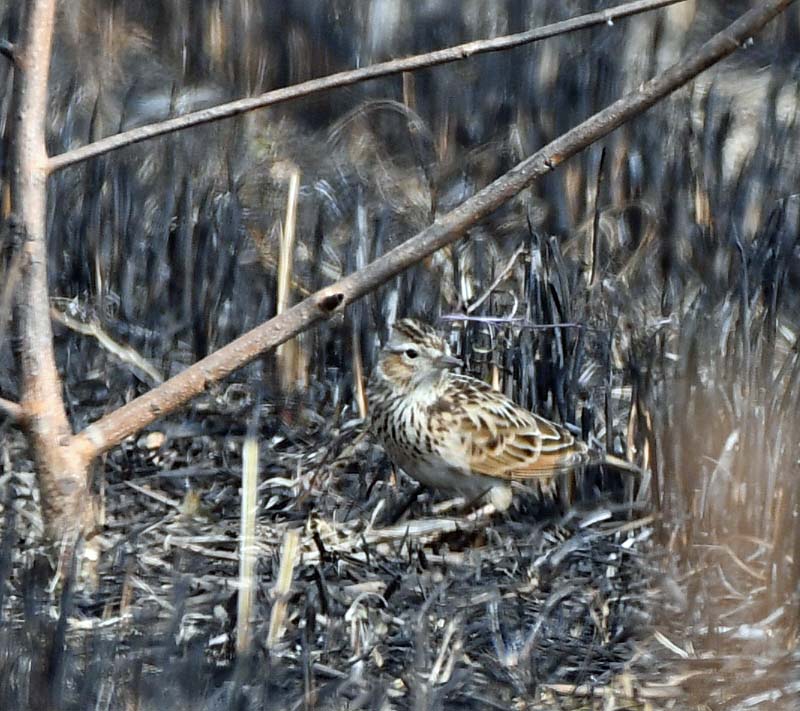 f:id:tonji44:20190201204741j:plain f:id:tonji44:20190201204741j:plain