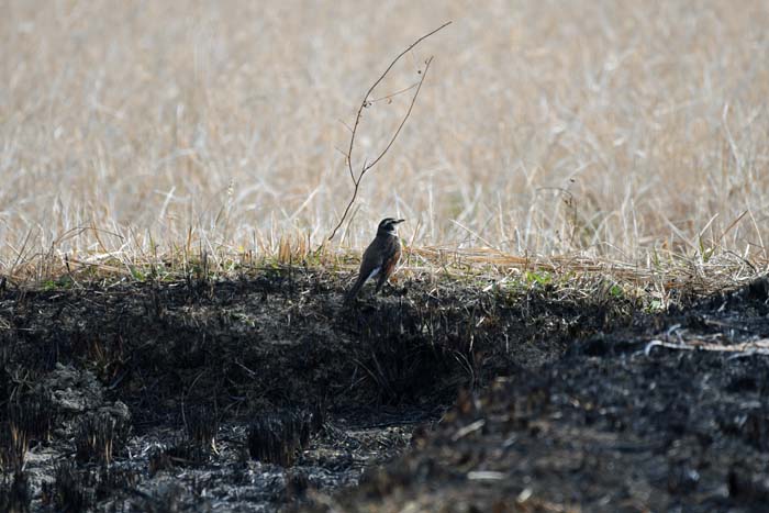 f:id:tonji44:20190201204805j:plain f:id:tonji44:20190201204805j:plain